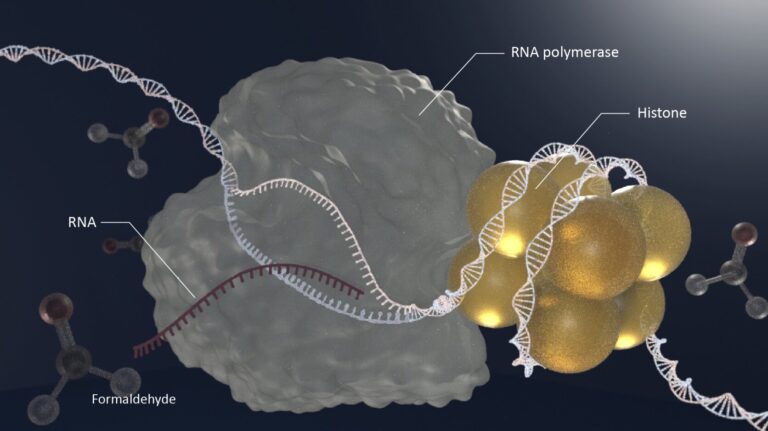 Examine highlights influence of aldehydes on DNA harm and ageing